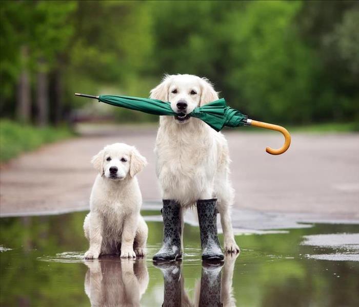 2 dogs in the rain